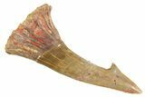 Fossil Sawfish (Onchopristis) Rostral Barb - Morocco #356411-1